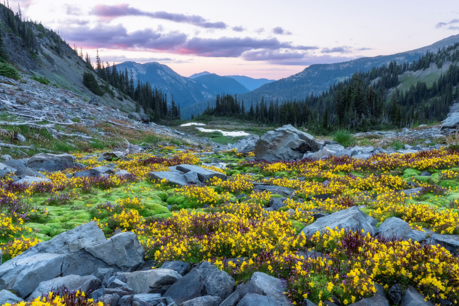 A sweeping alpine meadow carpeted with bright yellow wildflowers and purple heather grows between scattered gray boulders. A small pond sits in the middle distance, surrounded by evergreen forest and layered mountain ridges receding into a pink and lavender sunset sky.