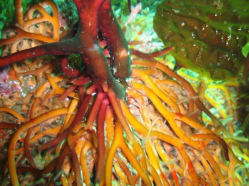 Kelp holdfast looks like a tree root