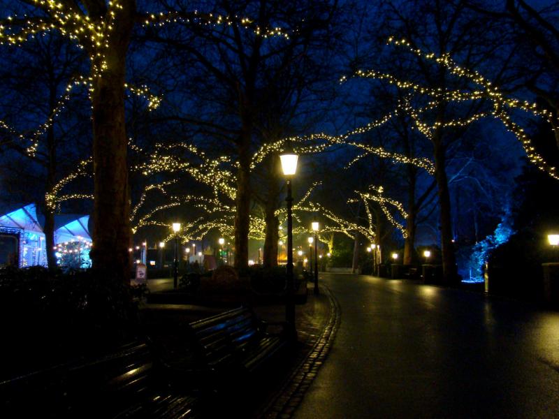 Trees in Holland lit up