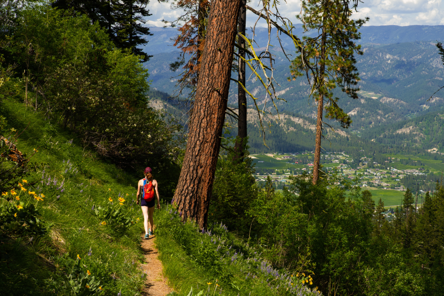 A lone hiker with a red backpack walks away from the camera along a narrow mountain trail lined with yellow balsamroot and purple lupine wildflowers. A massive ponderosa pine rises to the right, with a panoramic view of a green valley and distant mountain ranges stretching below.