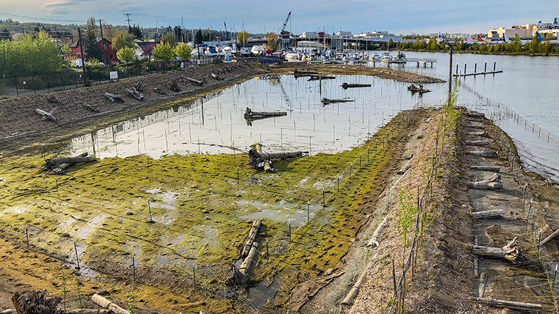 Anchored logs with a backdrop of the Duwamish River