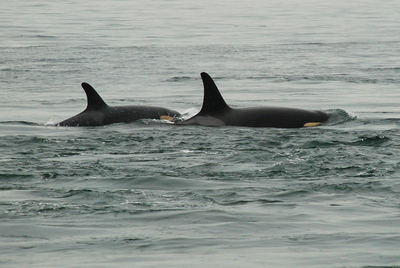 Photo credit: Miles Ritter, Creative Commons