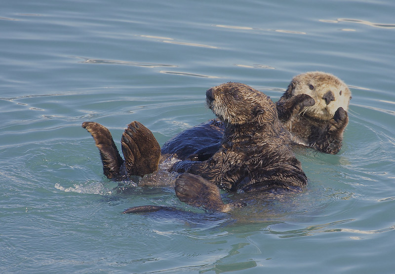 Two northern sea otters floating in the water