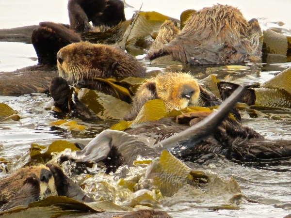 Three sea otters floating in kelp