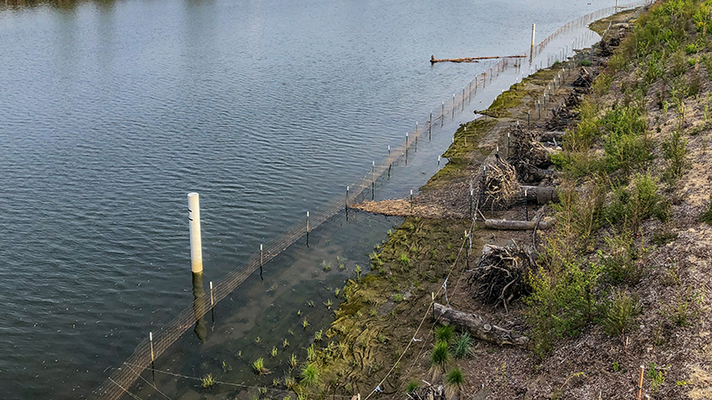 Intertidal plants at Duwamish River People's Park