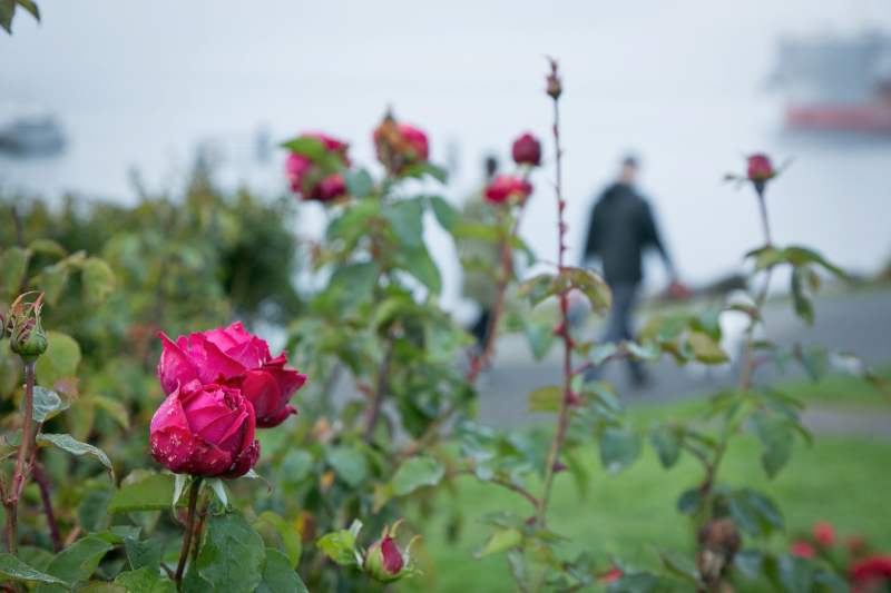 Roses from Centennial Park