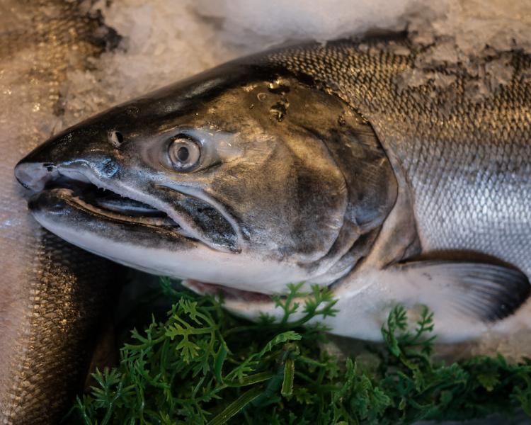 wild salmon on ice