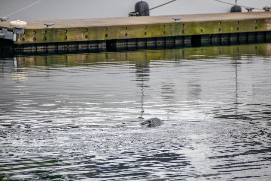 Sea lion in the water