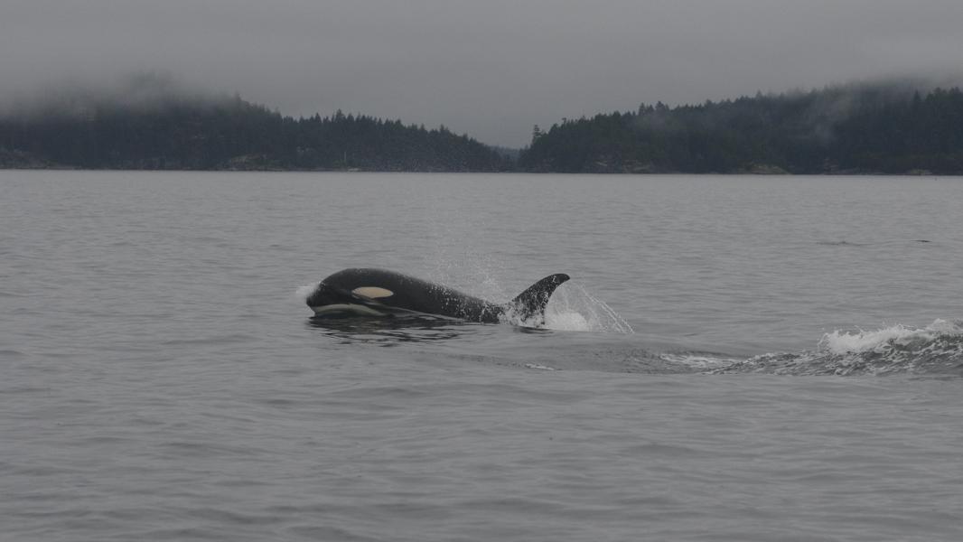 Photo credit: "Southern resident killer whales" by NOAA Fisheries West Coast is licensed under CC BY-NC-ND 2.0.