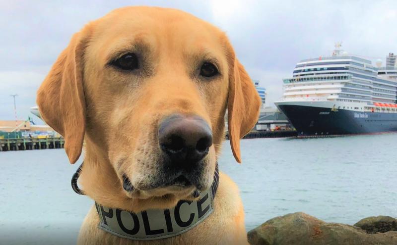Graduating Canines and Handlers Put their Noses to the Test | Port of ...