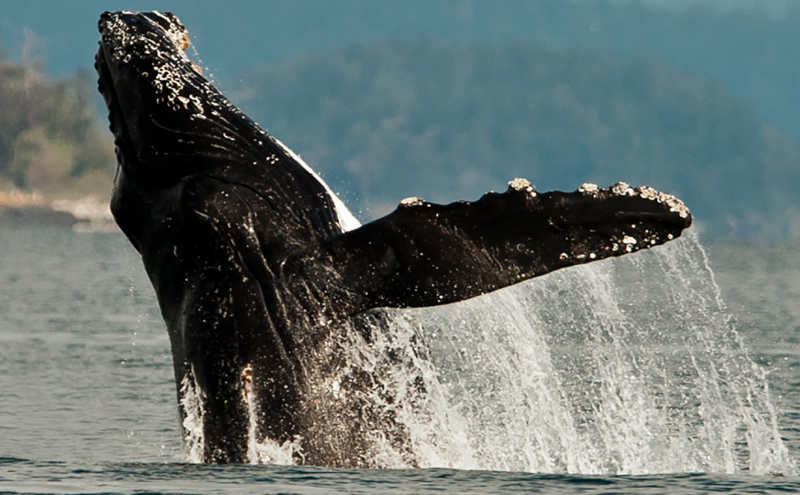 commensalism barnacles and whales