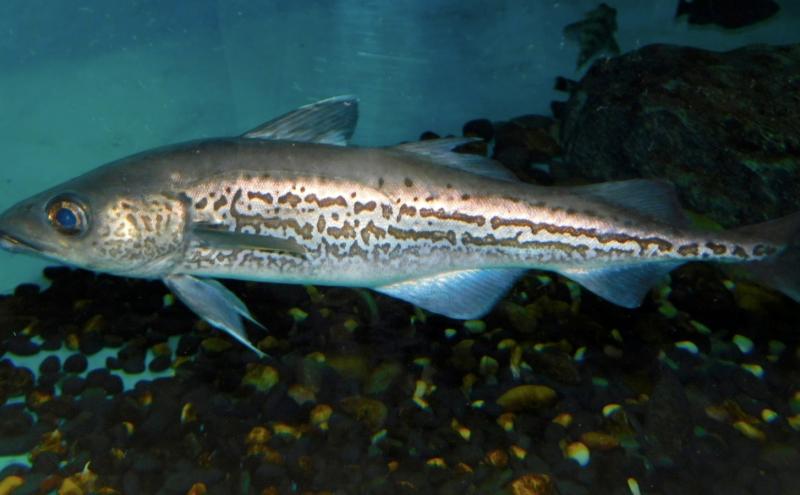 Five Facts about Wild Alaska Pollock