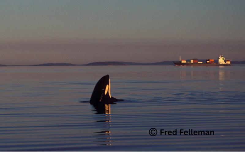 A killer whale with a container ship behind it