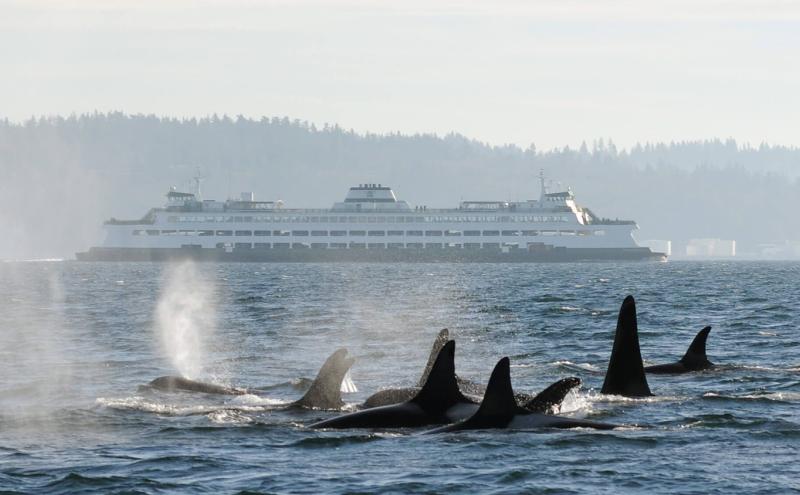 A pod of orcas in the foreground of a Washington State Ferry
