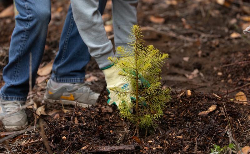 Close up image of hand planting a tree