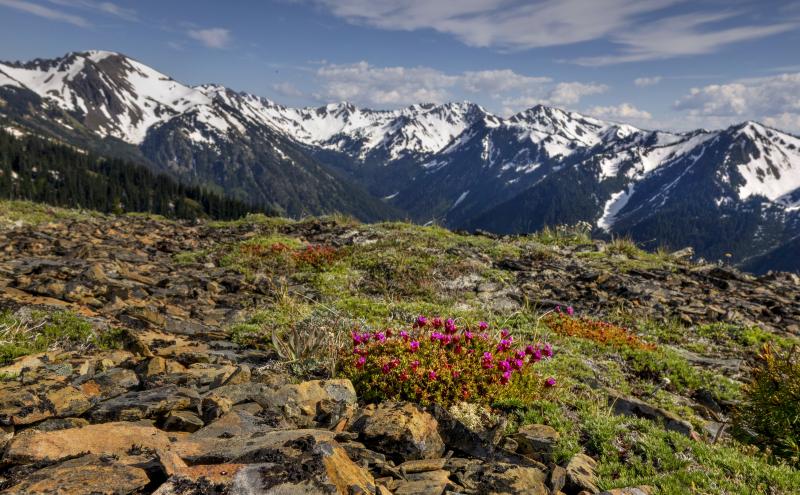 Olympic peninsula photo of field and mountain range