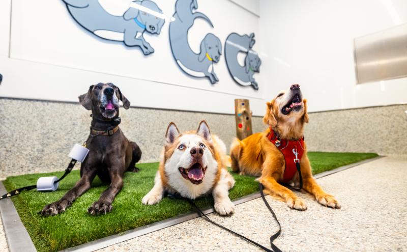 Pet Relief Area Sculpture and Wall Art