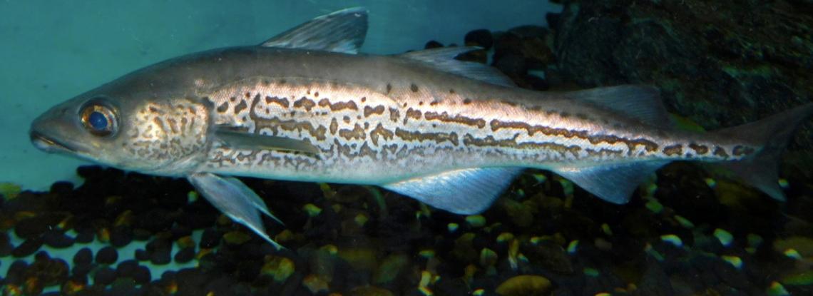 Wild Alaska Pollock swimming