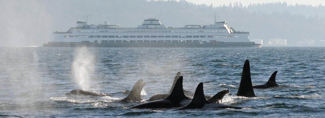 Orcas in the foreground of a Washington State Ferry