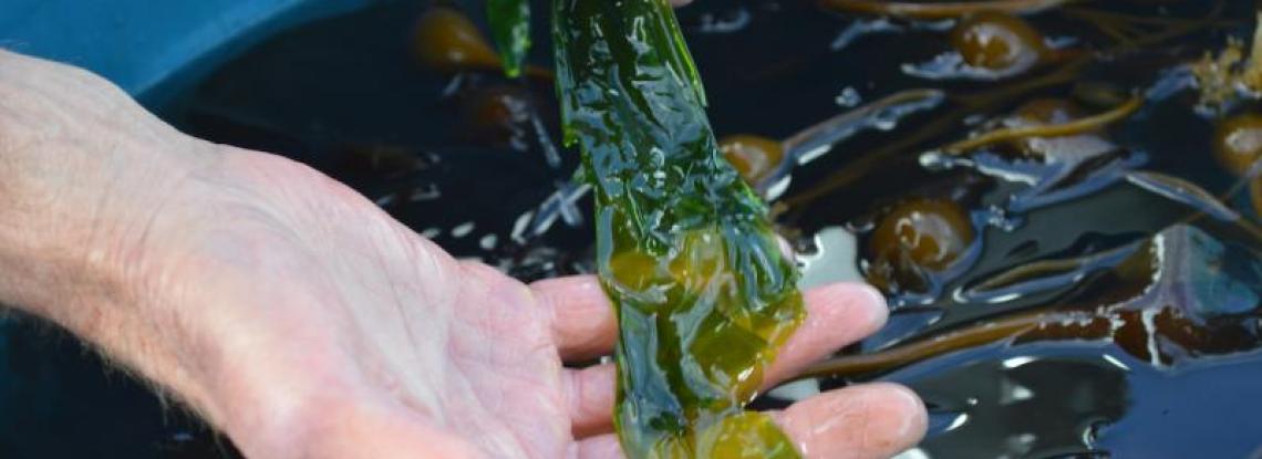 Kelp held in a person's hand