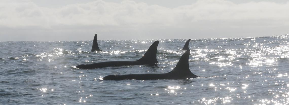 Orcas in Puget Sound