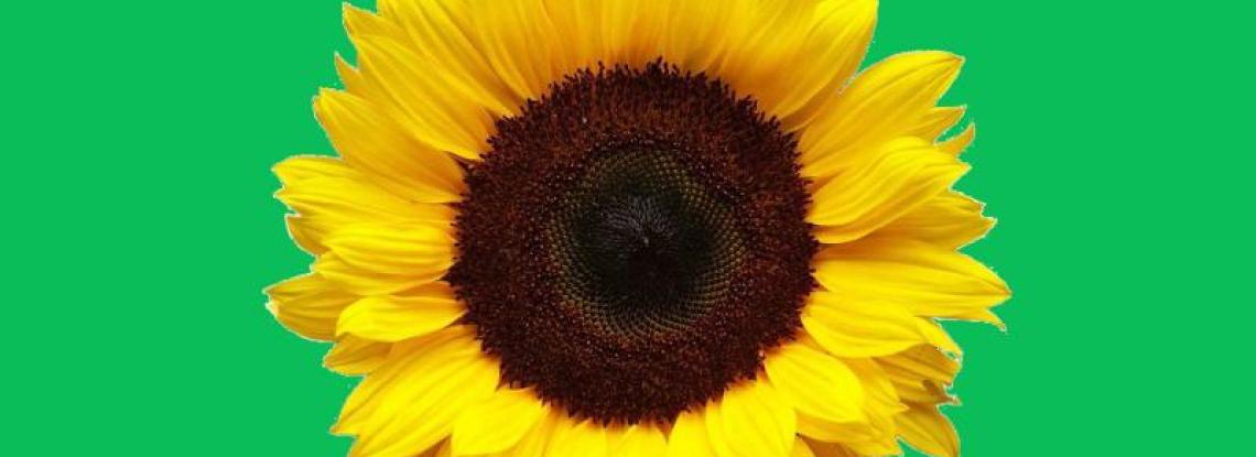 Sunflower Lanyards Available at SEA