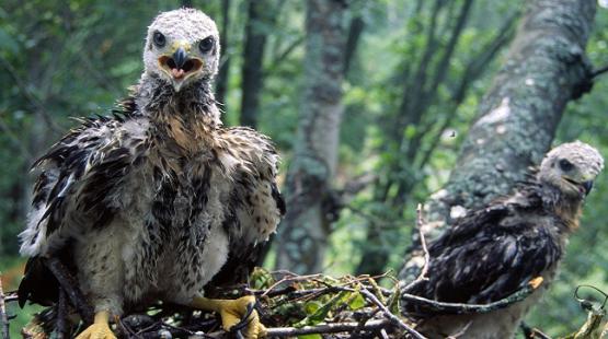 Wildlife Management