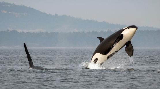 Underwater Noise Programs