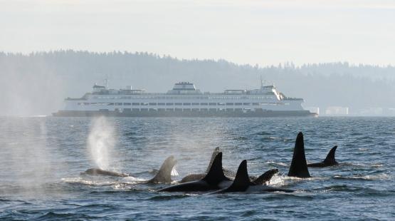Studying and Improving the Underwater Soundscape for Marine Life