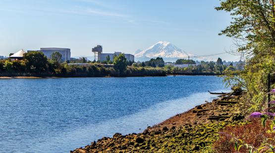 Habitat restoration along the Duwamish River, Seattle, July 2020