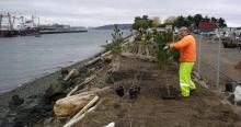 Terminal 91 - 400 feet of Riparian Zone Improvement