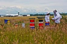 Beehives near the SEA Runway