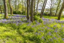 Beautiful park with flowers