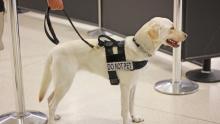 K9 units at Sea-Tac Airport help expedite security screening