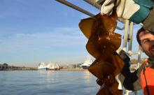 Employee holds up piece of kelp at Smith Cove