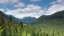 Cascade mountains are beautifully forested with conifers, Lewis County, Washington