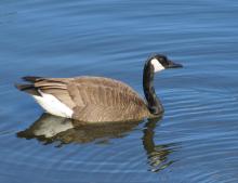 Canada Goose