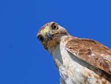 Red tail hawk
