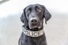 Black canine police officer wearing a collar that says Police