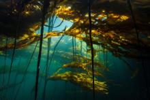 Forest of Kelp