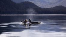 Mama and baby orca porpoise in Hood Canal, Washington State