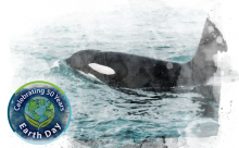 Orca for Earth Day 2020