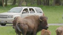 Family vehicle drives by a herd of bison 