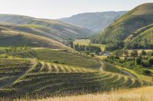 Wine country vista with rows of grapes and hills