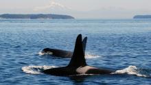 Two orcas off the San Juan Islands with Mt Baker in the background
