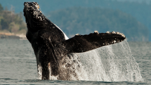 humpback whale breach