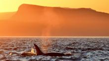 An orca surfaces in a sunset view off the coast of washington