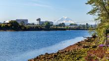 Habitat restoration along the Duwamish River, Seattle, July 2020