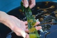 Sea Kelp Research