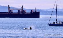Orcas in Puget sound, copyright Fred Felleman